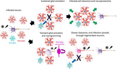 Why Has the Ability to Regenerate Following CNS Injury Been Repeatedly Lost Over the Course of Evolution?